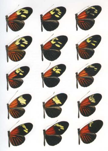 Heliconius sp.