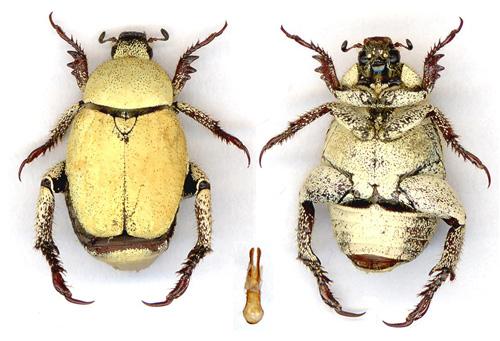 Hoplia africana