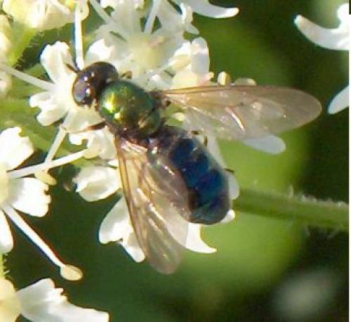 Chloromyia formosa