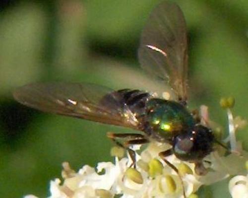 Chloromyia formosa