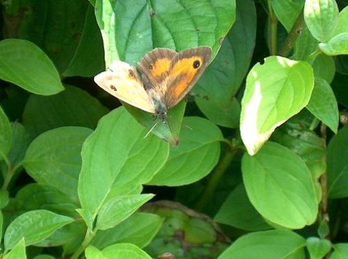 Pyronia tithonus