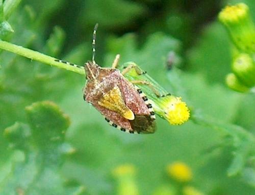 Dolycoris baccarum