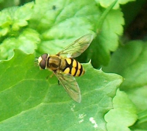 Eupeodes corollae
