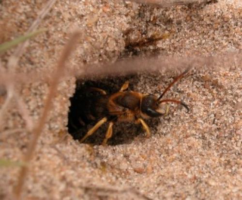 Halictus sexcinctus