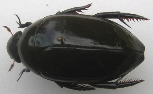 Hydrophilus senegalensis