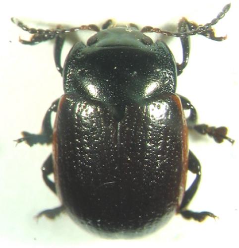 Hydrothassa sp.