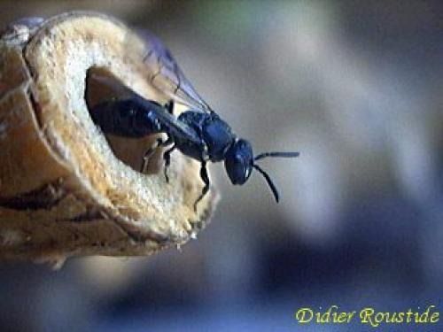Hylaeus sp.