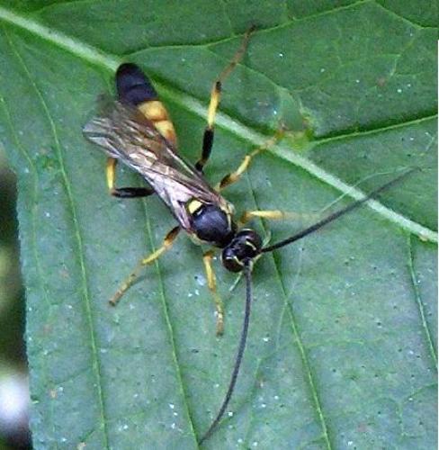 Réf. 3 547 : Ichneumoninae inconnu