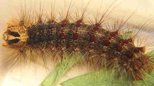 Lymantria dispar