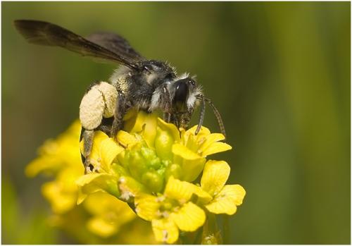 Andrena agilissima