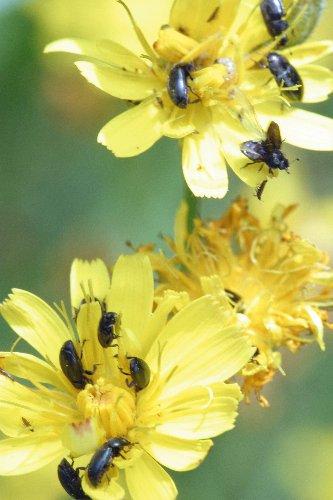 Meligethes sp.