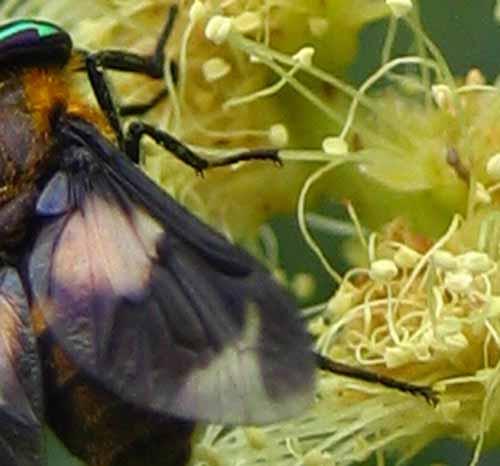 Chrysops caecutiens