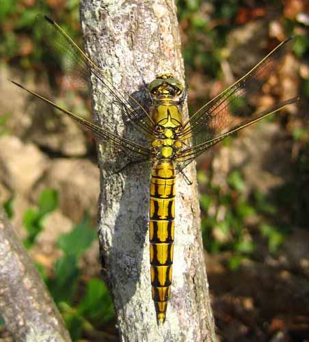 Orthetrum cancellatum
