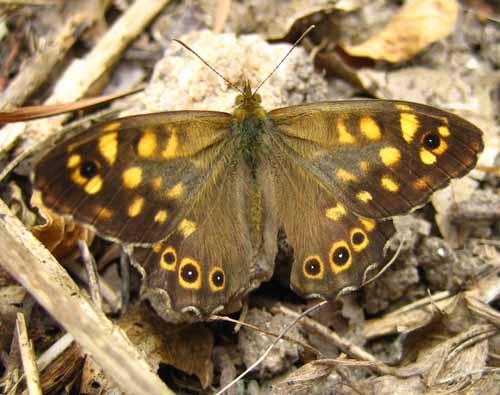Pararge aegeria