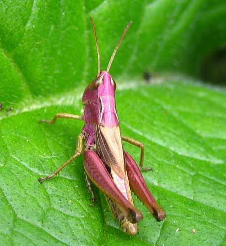 Réf. 3 868 : Pseudochorthippus parallelus
