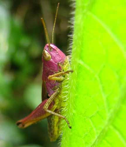 Réf. 3 867 : Pseudochorthippus parallelus
