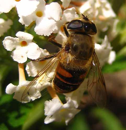 Eristalis tenax