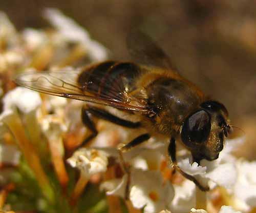 Eristalis tenax