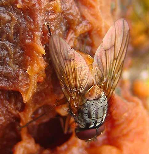 Phaonia sp.