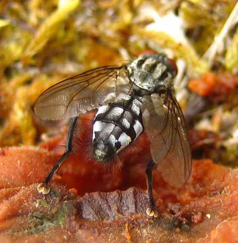 Sarcophaga sp.