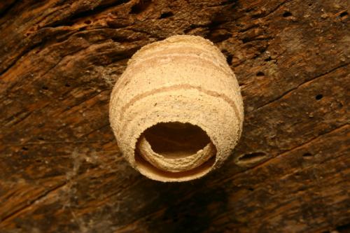 Vespa crabro