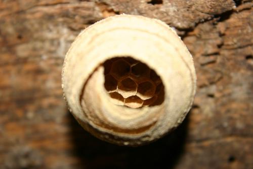 Vespa crabro