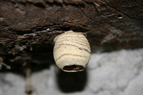 Vespa crabro