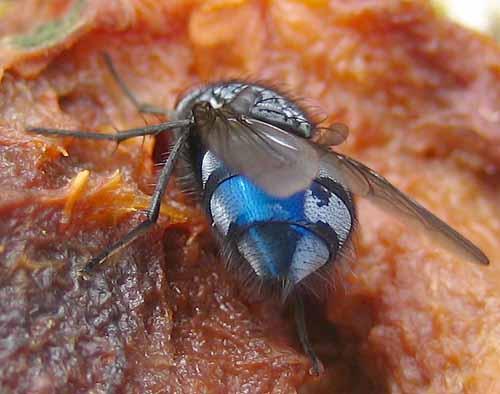 Réf. 3 924 : Calliphora sp.