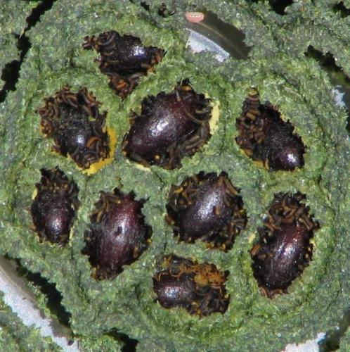 Osmia (emarginata-mustelina)
