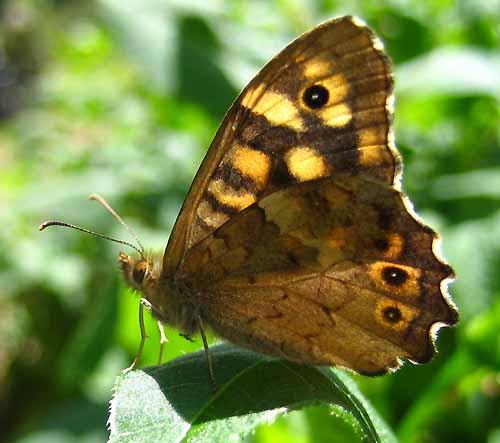 Pararge aegeria