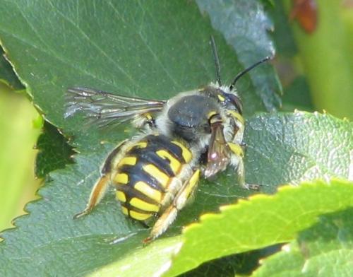 Réf. 3 377 : Anthidium sp.