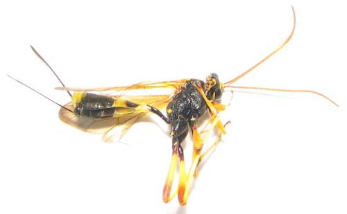 Acroricnus seductor