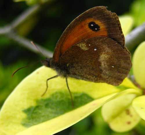 Réf. 3 834 : Pyronia tithonus