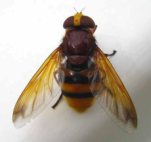 Réf. 3 887 : Volucella zonaria