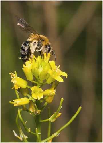 Andrena sp.