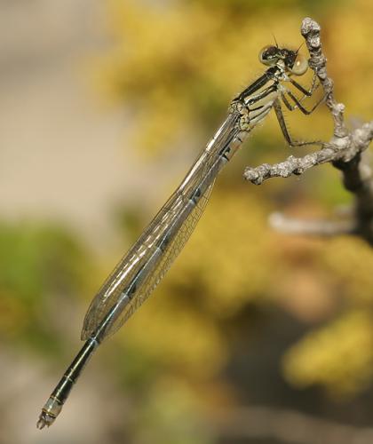 Erythromma lindenii