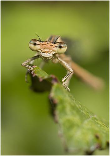 Platycnemis acutipennis