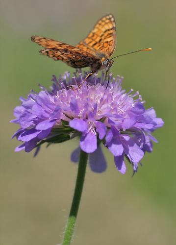 Melitaea phoebe