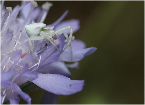 Thomisus onustus
