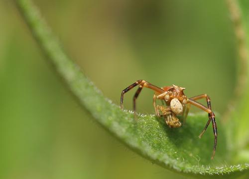 Réf. 3 515 : Thomisus sp.