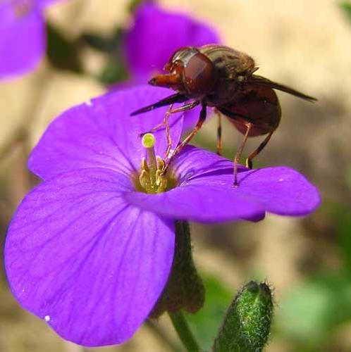 Rhingia campestris