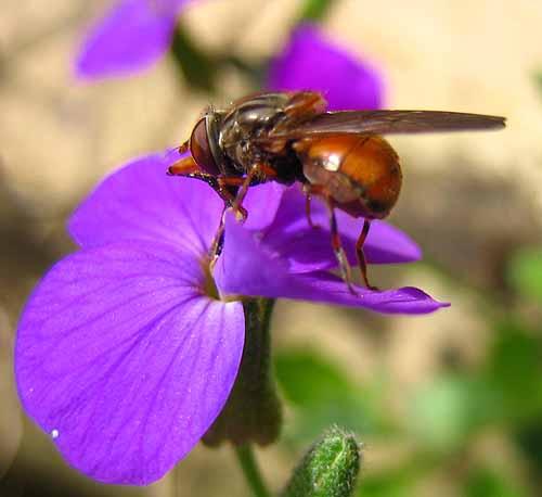 Rhingia campestris
