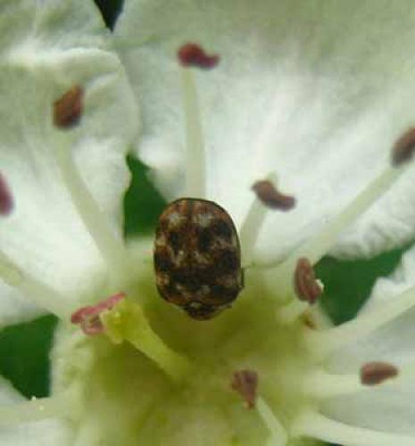 Anthrenus verbasci