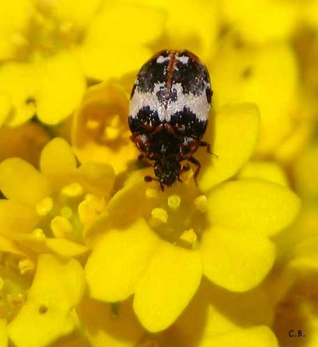 Anthrenus pimpinellae