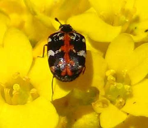 Réf. 3 089 : Anthrenus scrophulariae
