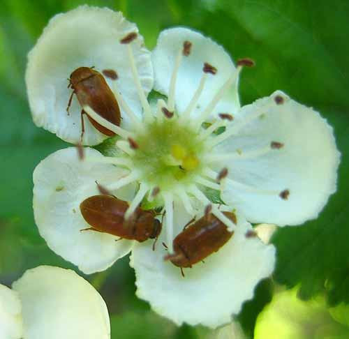 Byturus sp.