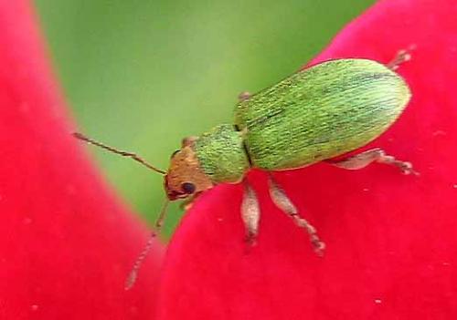 Réf. 3 212 : Pachyrhinus lethierryi