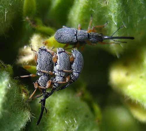 Rhopalapion longirostre