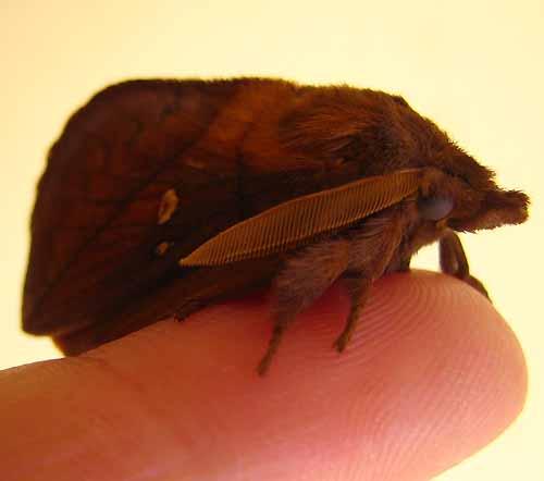 Euthrix potatoria