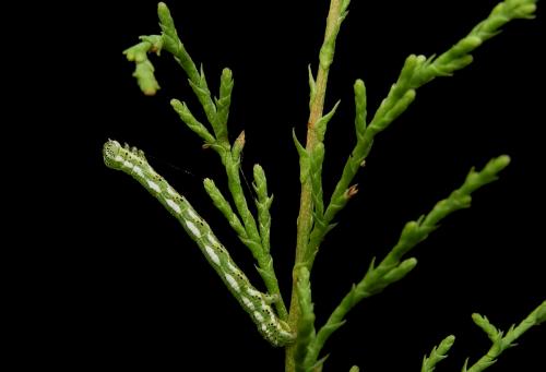 Réf. 3 097 : Chiasmia aestimaria